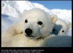 http://www.canon-europe.com/About_Us/Press_Centre/Image_Library/Sponsorship/WWF_Canon_polar_bear_tracker_programme_images.aspx