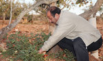 A farmer tends to his pistachio trees in Gaziantep, Turkey.