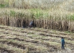 http://www.swissinfo.ch/eng/index/African_farmers_offered_drought_insurance.html?cid=6171212
