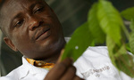 Agronomist at Nestlé's Research & Development facility in Abidjan tending a cocoa tree plant.
