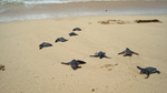 Live hatchlings discovered through nest excavation on Playa Larga, Isla Bastimentos, Panama. 