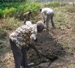 A community elder and cooperative member preparing community land for planting, http://www.sfcg.org/programmes/sbp/pdf/cabinda%20-%20success.pdf