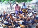 poultry farming is simple way of poverty reductio get involved