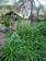 Sunita Rani_Project beneficiary of JJS_cutting Napier Grass at her field