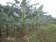 Plantain farm