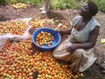 Our widow after her tomato hervest through the training in farming as a business projects