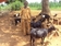 OVC caregivers support with goats for income 