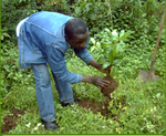 Tree planting program