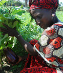 Harnessing the potential in The Gambia to foster development through sustainable business, http://www.haygrove.co.uk/images/haygrove-development/woman_and_eggplant.jpg