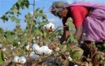 Cotton Farmer, http://i.telegraph.co.uk/multimedia/archive/02276/cotton-india_2276906b.jpg