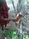 Honey hunters