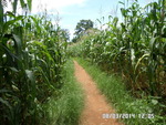 Maize field for one farmer under MFF Ltd