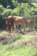 Cows