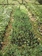 Tree Nursery SRG