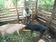 A beneficiary feeding her pigs