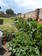 Demonstration Kitchen Garden