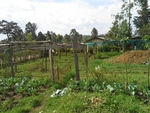 Green house