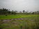 Inland Valley Swamp  Rice Cultivation