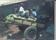 Malnourished OVC  transporting pumpins using cat