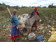 community animals as transport