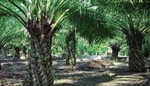 http://www.tft-forests.org/downloads/Apr_11_UKNestleCorporateEnewsletter_palmoil.pdf