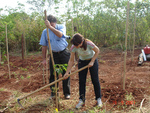 Example of trees planting in Brazil, http://www.funverde.org.br/blog/page/88