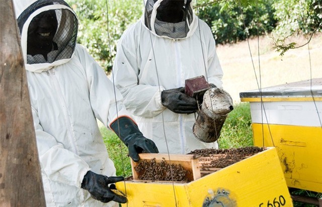 Honey Care Africa | Corporate NGO partnerships