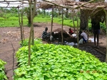 Jatropha nusery ready for transplantin