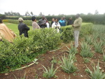UAA Members field day in Limuru farm