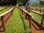 Indigenous tree nursery bed in Hoima 