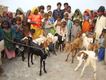 Shanbho Kohli village families find female goats and happy